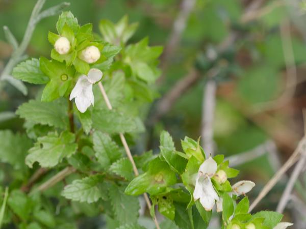 <h3><a href="/trips/kreta/biota/plantae/tracheophyta/magnoliopsida/lamiales/lamiaceae/prasium majus/prasium majus-nl.html">Prasium&nbsp;majus</a> / White&nbsp;hedge‑nettle / </h3>OM-1 Mark II met OLYMPUS M.150-400mm F4.5, 1/500 sec  bij F6.3, ISO 2000, afstand 2.27&nbsp;m